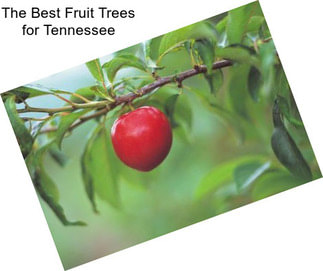 The Best Fruit Trees for Tennessee