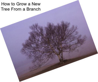 How to Grow a New Tree From a Branch