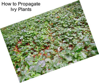 How to Propagate Ivy Plants