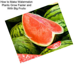 How to Make Watermelon Plants Grow Faster and With Big Fruits