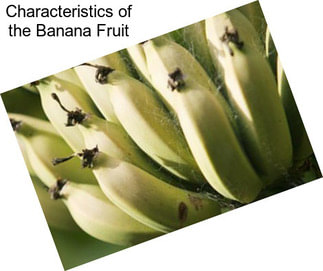 Characteristics of the Banana Fruit