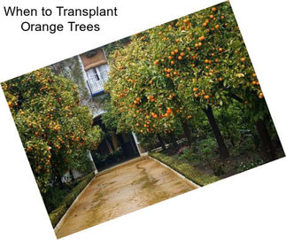 When to Transplant Orange Trees