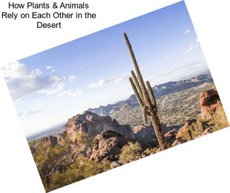 How Plants & Animals Rely on Each Other in the Desert