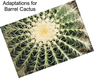 Adaptations for Barrel Cactus