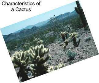 Characteristics of a Cactus