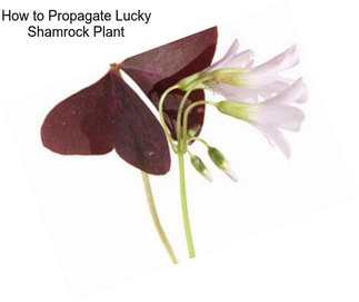 How to Propagate Lucky Shamrock Plant