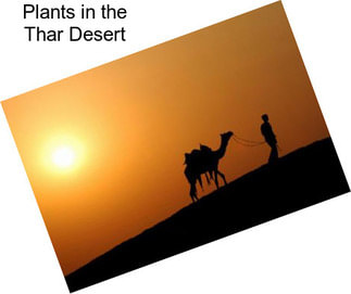 Plants in the Thar Desert