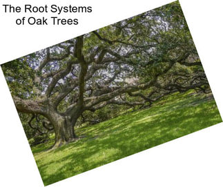 The Root Systems of Oak Trees