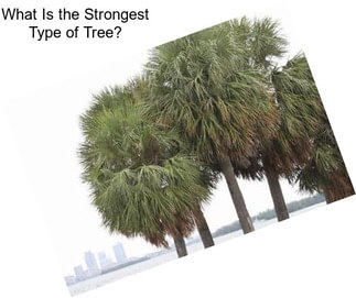 What Is the Strongest Type of Tree?