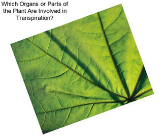 Which Organs or Parts of the Plant Are Involved in Transpiration?