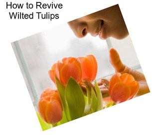 How to Revive Wilted Tulips