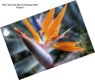 Why Won\'t My Bird of Paradise Plant Flower?