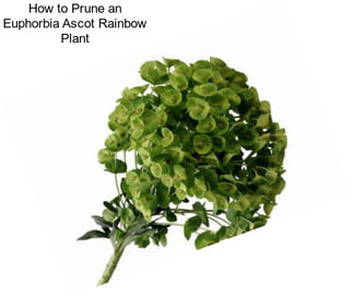 How to Prune an Euphorbia Ascot Rainbow Plant