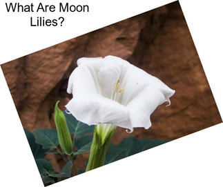 What Are Moon Lilies?