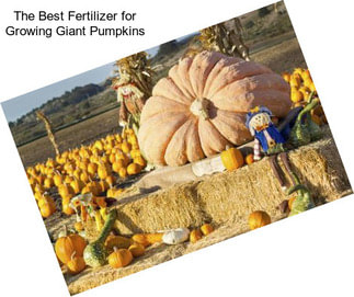 The Best Fertilizer for Growing Giant Pumpkins