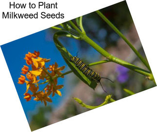 How to Plant Milkweed Seeds