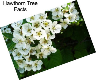 Hawthorn Tree Facts