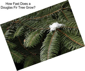 How Fast Does a Douglas Fir Tree Grow?