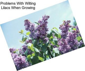 Problems With Wilting Lilacs When Growing