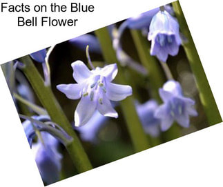 Facts on the Blue Bell Flower