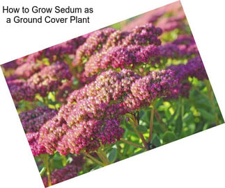 How to Grow Sedum as a Ground Cover Plant