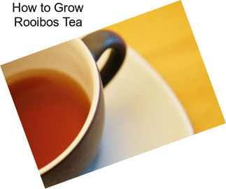 How to Grow Rooibos Tea