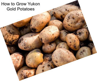 How to Grow Yukon Gold Potatoes