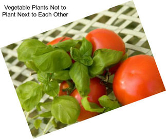 Vegetable Plants Not to Plant Next to Each Other