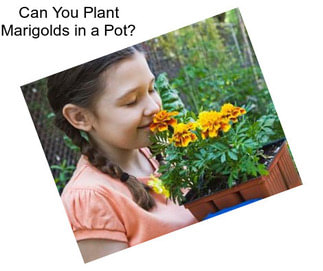 Can You Plant Marigolds in a Pot?