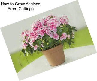 How to Grow Azaleas From Cuttings