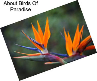 About Birds Of Paradise