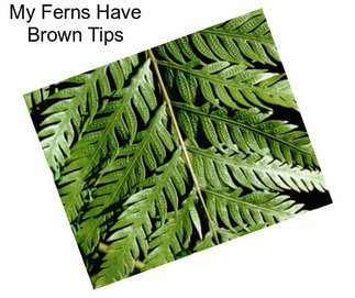 My Ferns Have Brown Tips