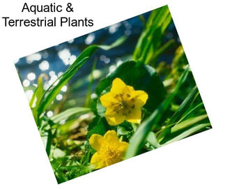 Aquatic & Terrestrial Plants