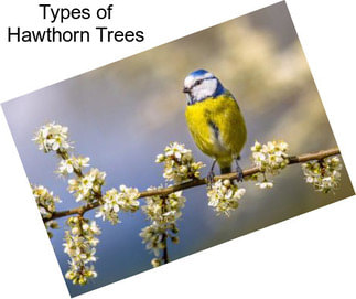 Types of Hawthorn Trees