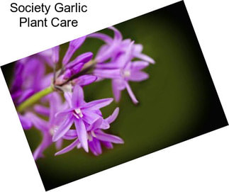 Society Garlic Plant Care