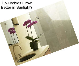 Do Orchids Grow Better in Sunlight?