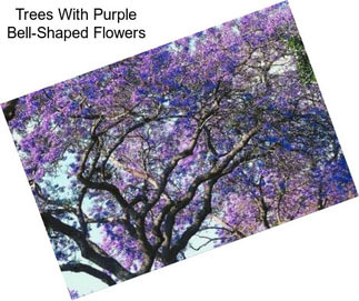 Trees With Purple Bell-Shaped Flowers