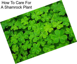 How To Care For A Shamrock Plant