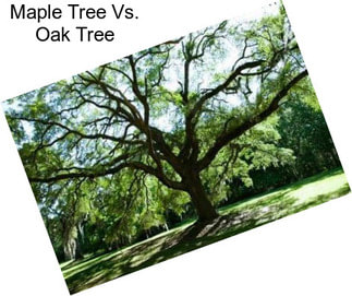 Maple Tree Vs. Oak Tree