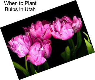 When to Plant Bulbs in Utah