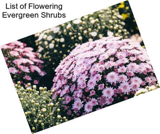 List of Flowering Evergreen Shrubs