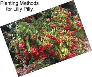 Planting Methods for Lilly Pilly