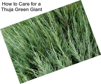 How to Care for a Thuja Green Giant