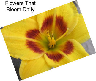 Flowers That Bloom Daily