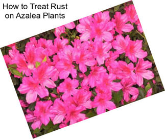 How to Treat Rust on Azalea Plants