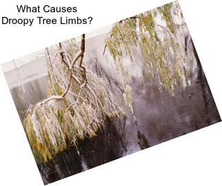 What Causes Droopy Tree Limbs?