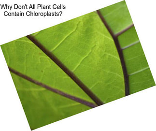 Why Don\'t All Plant Cells Contain Chloroplasts?