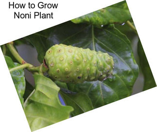 How to Grow Noni Plant