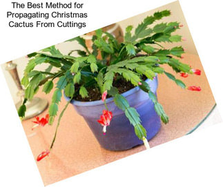 The Best Method for Propagating Christmas Cactus From Cuttings