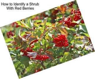 How to Identify a Shrub With Red Berries